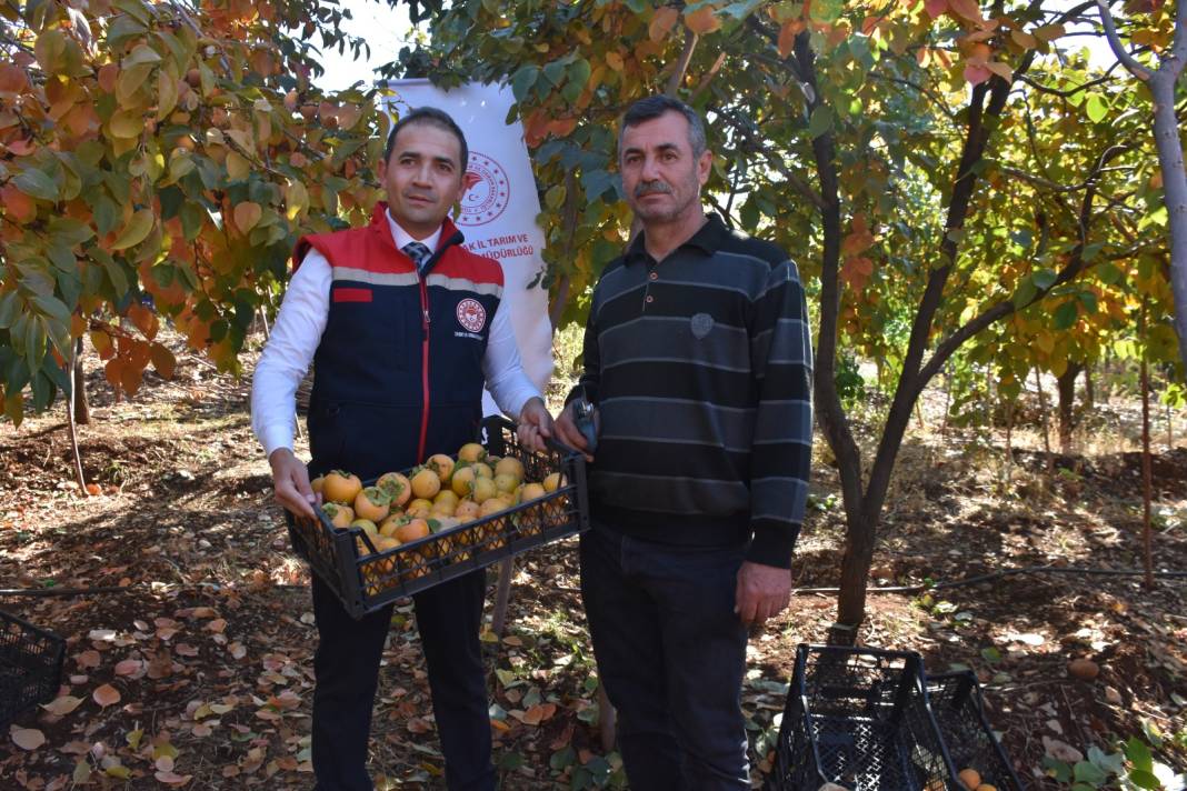 Bir ağaçtan 100 kilo meyve topladılar: Bu yıl bereketli geçecek 4